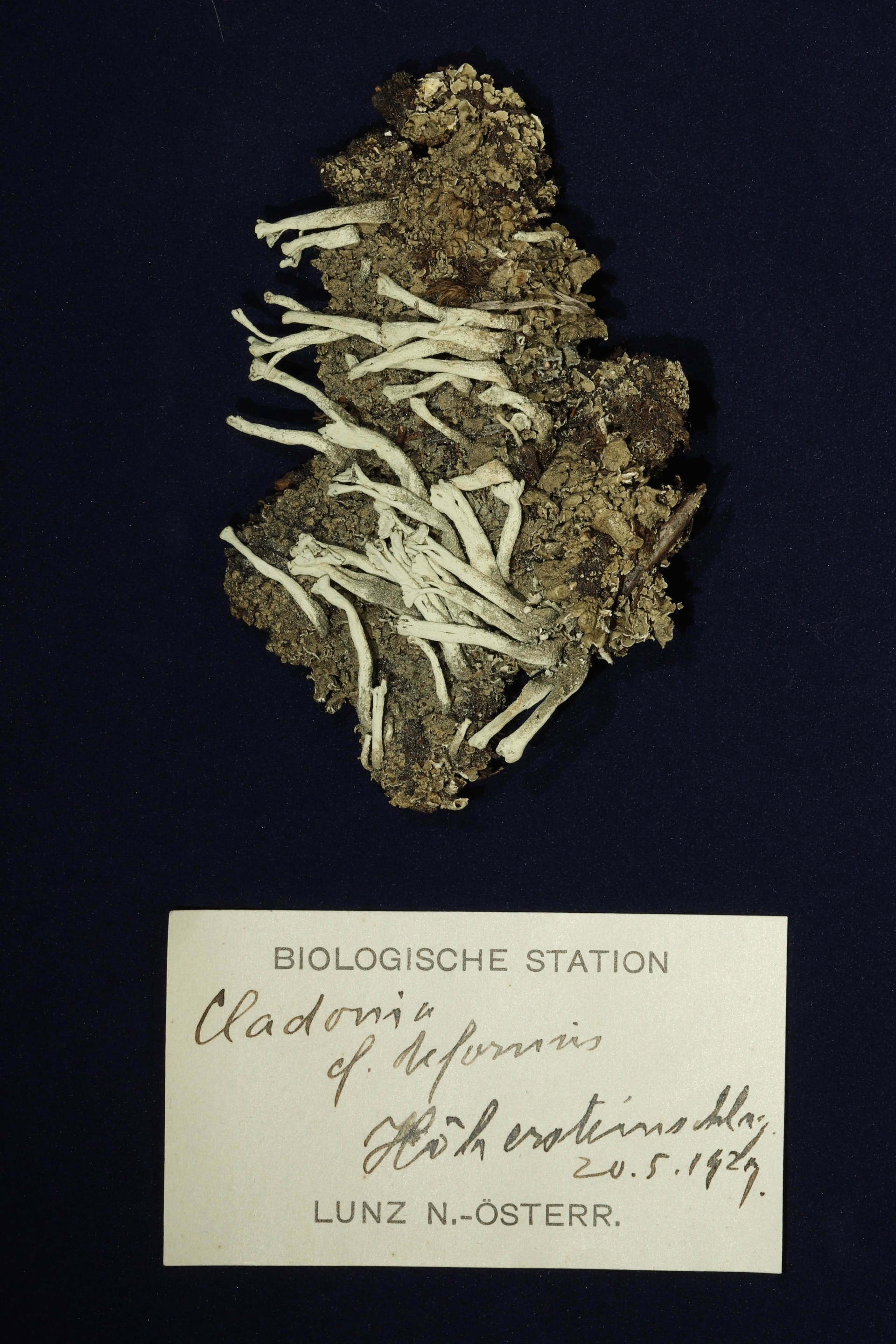 Die Flechte Cladonia sulphurina mit Fundzettel „Biologische Station Lunz“